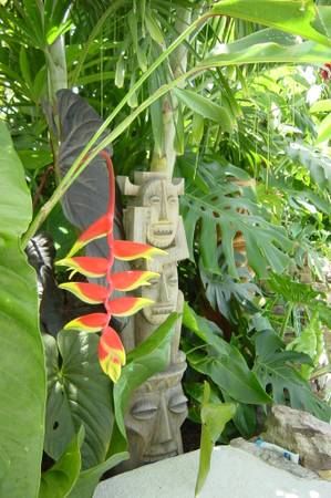 buy heliconia rostrata online or in florida nursery