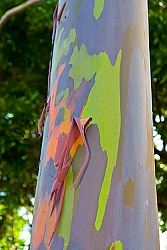 the-rainbow-eucalyptus-tree-reveals-gorgeous-patterns-and-colours-_192_68201_0_14099957_500.jpg