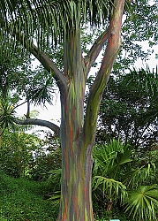 3rainbow-eucalyptus-1.jpg