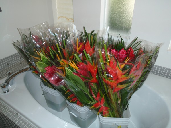 Tropical cut flowers floral arrangement heliconia ginger ti