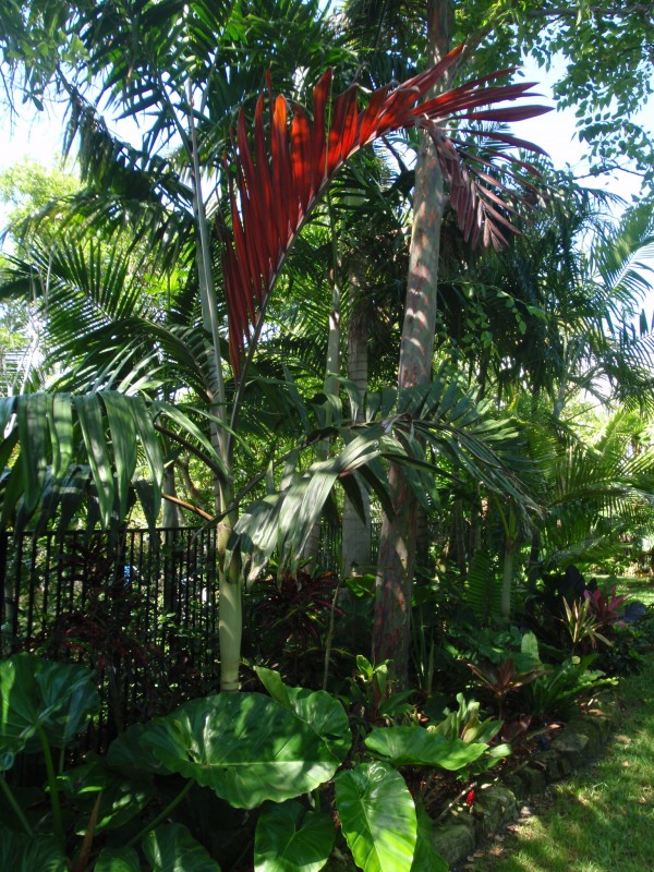 Red Feather Palm Flamethrower