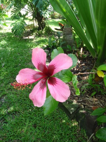 rare fiji island hibiscus