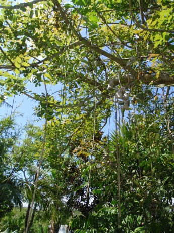 New flower stalks on Sausage Tree