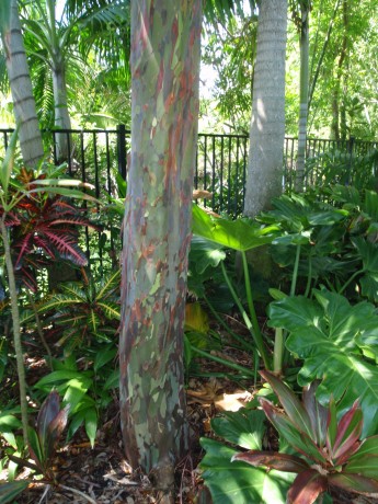 Rainbow Eucalyptus Tree 
