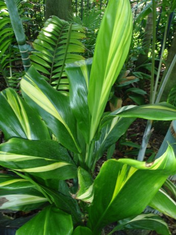 cordyline ti