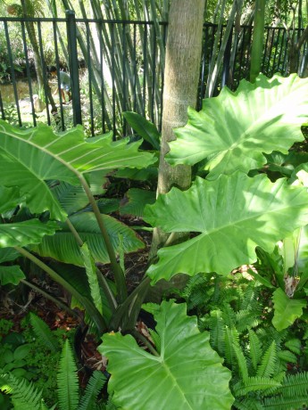 Alocasia Portdora