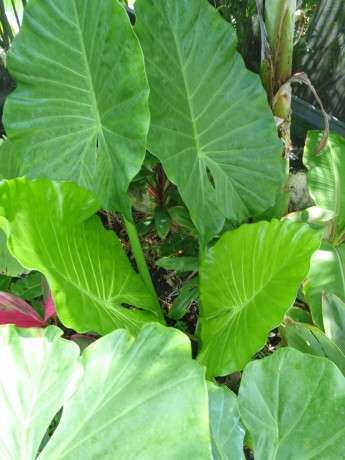 Alocasia Calidora