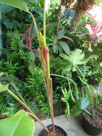 Heliconia Rostrata lobster claw