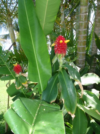 Costus Barbatus Red Tower Ginger