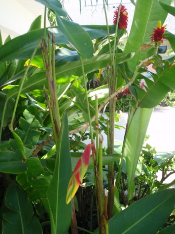 Heliconia Rostrata lobster claw