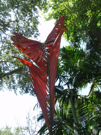 red feather palm, flamethrower palm