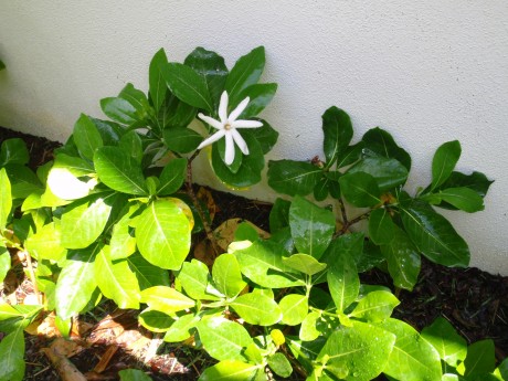 tahitian gardenia 