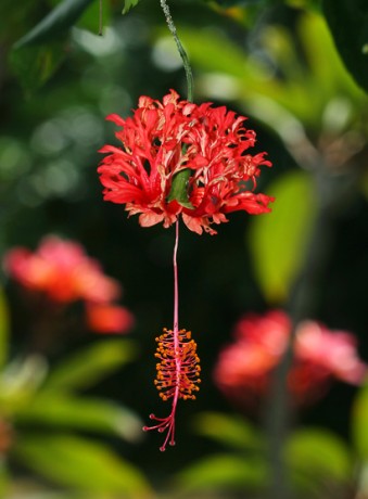 chinese lantern red hibiscus