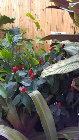 costus ginger red buttons woodsonii brevard melbourne tropical plants nursery