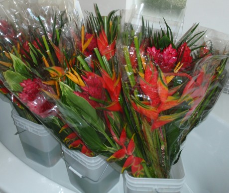 tropical heliconia ginger cut flowers bouquet arrangements  melbourne florida brevard county