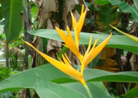 heliconia golden torch melbourne florida brevard county