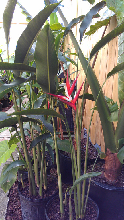 blooming heliconia red christmas