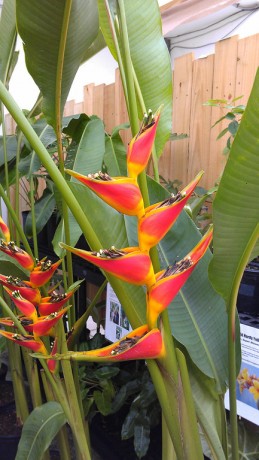 Heliconia "Tagami"