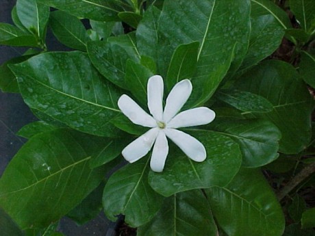 Tahitian Gardenia Tiare for sale tropical plants melbourne florida brevard