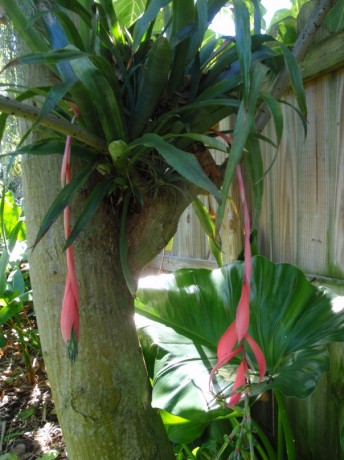 bilbergii windii  cold hardy bromeliad hanging flower