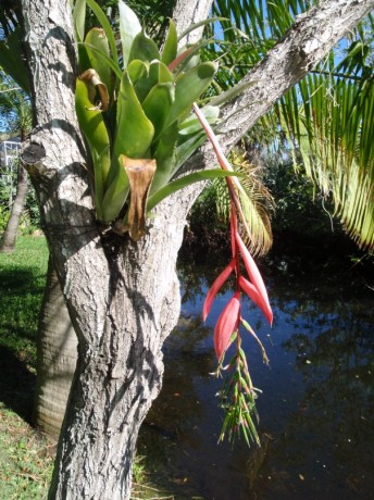 bilbergia windii pink hanging flower in tree