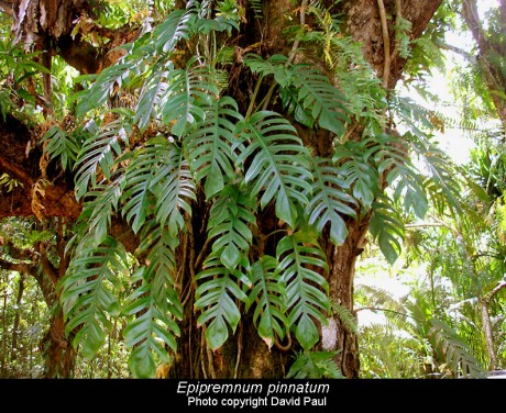 Epipremnum pinnatum climbing jungle vine monstera philodendron nursery tropical