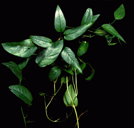 Epipremnum pinnatum junvenile form climber tropical garden nursery