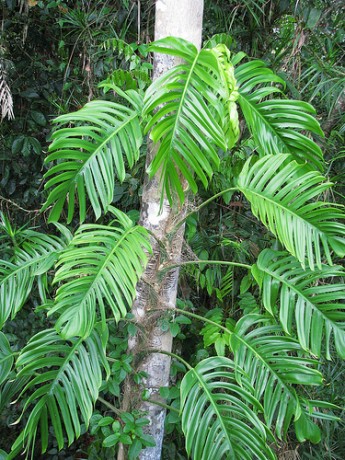 Epipremnum pinnatum cool tropical jungle climbing plant vine monstera philodendron