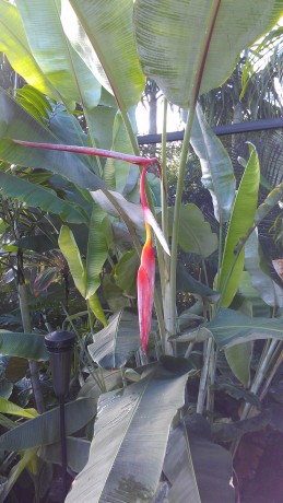 Heliconia Collinsiana Red Pendant hanging bloom