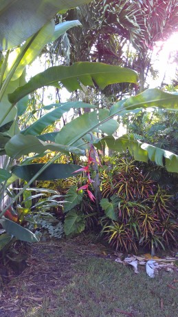 Heliconia Collinsiana Red Pendant hanging bloom flower