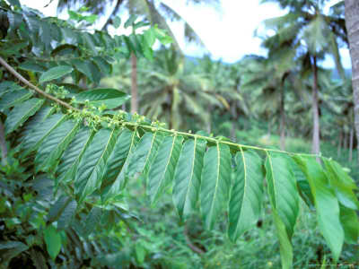 ylang ylang tree brevard melbourne florida vero