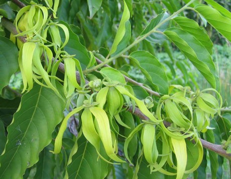 ylang yalng tree flowers fragrant