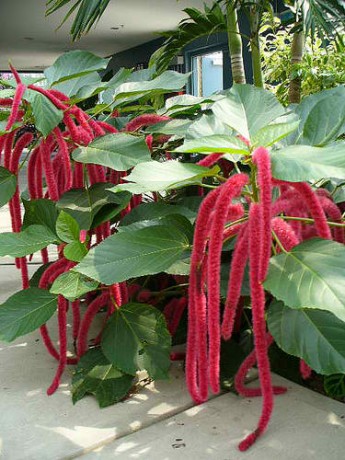 red hot cat tail chenille plant florida brevard nursery