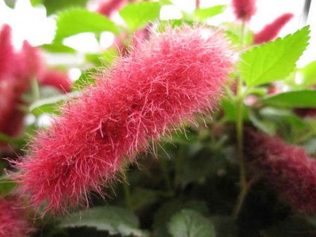 red cat tail chenille furry flower