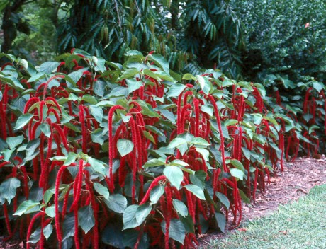 chenille plant space coast nursery tropical plants red cats tail