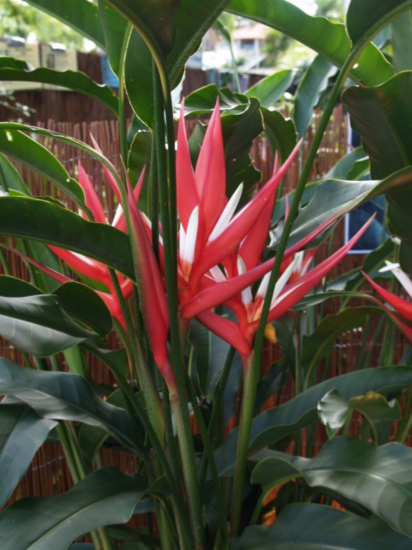 Heliconia Angusta "Red Christmas" is in bloom