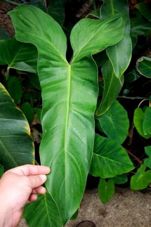 philodendron mexicanum climbing jungle plant brevard melbourne florida nursery