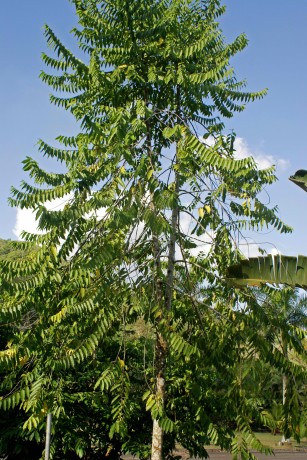 ylang ylang tree cananga odorata chanel no5 tree ilang