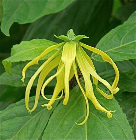 ylang ylang frgrant flower brevard nursery melbourne florida