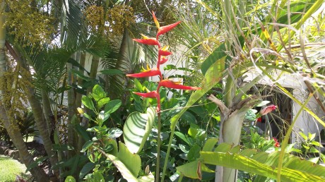 Heliconia Plagiotropa tropical plant nursery in florida