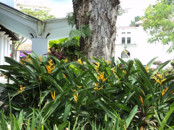 heliconia golden torch florida brevard melbourne