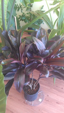 'Chocolate' Cordyline (Ti Plant) Dark Black