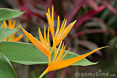 heliconia golden torch nursery space coast brevard melbourne satellite beach cocoa vero