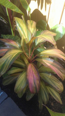 'Morning Sunshine' Cordyline (Ti Plant)