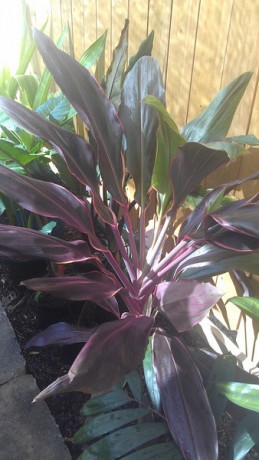 'Neopolitan' Cordyline (Ti Plant)