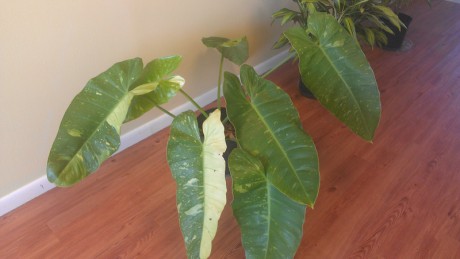 philodendron imbe variegata huge big leaf climber variegated rare