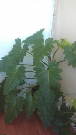 Philodendron Speciousum - A climber for indoors or out that can get beautiful huge leaves