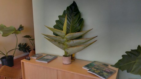 Traveller's Palm Flower