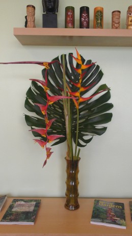 heliconia collinisiana latispatha monstera deliciosa brevard melbourne plant nursery