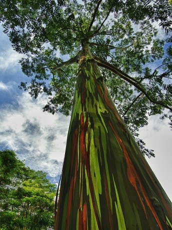 rainbow eucalyptus eucalyptus deglupta tree colored bark florida maui for sale nursery tropical brevard